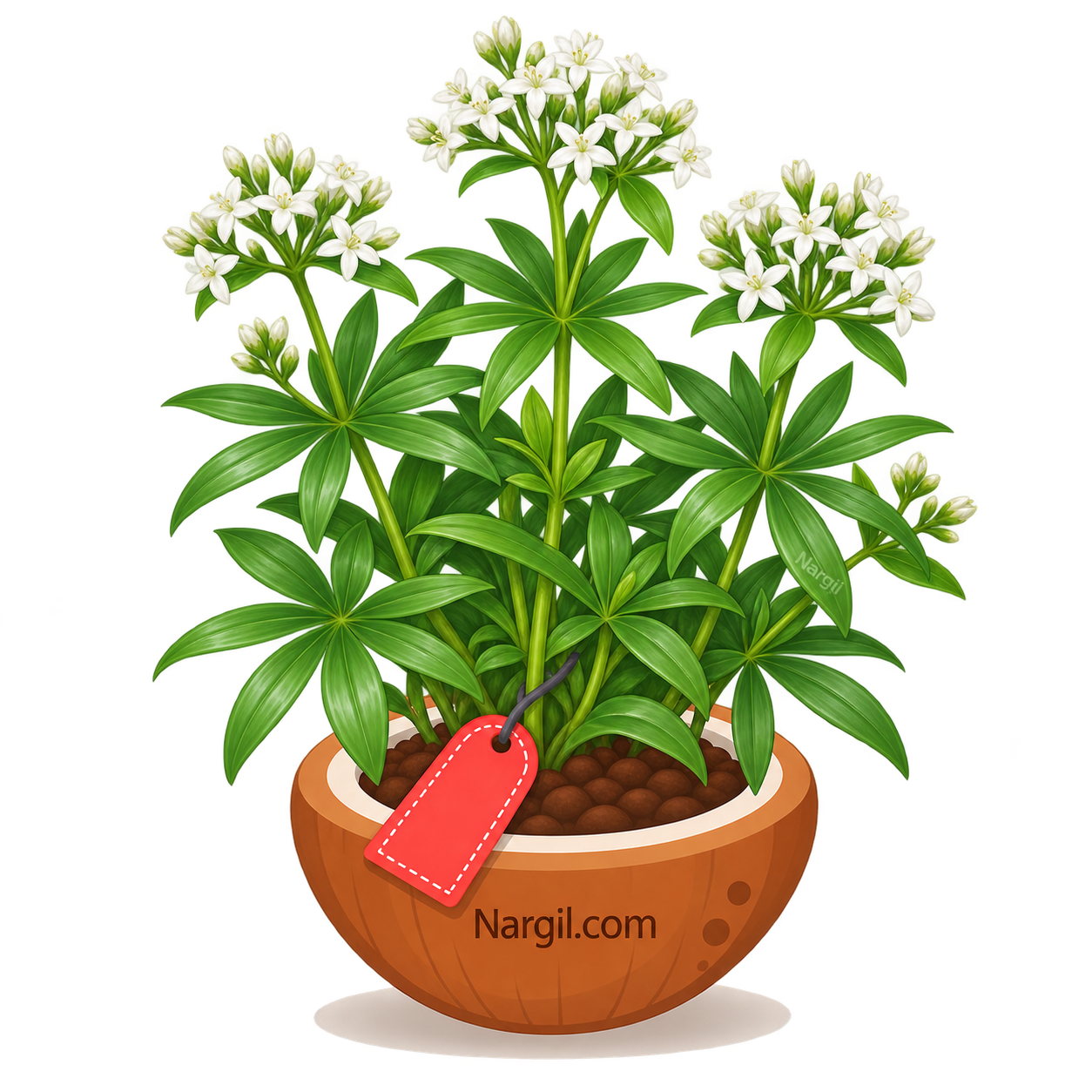 Nargil_Galium Odoratum